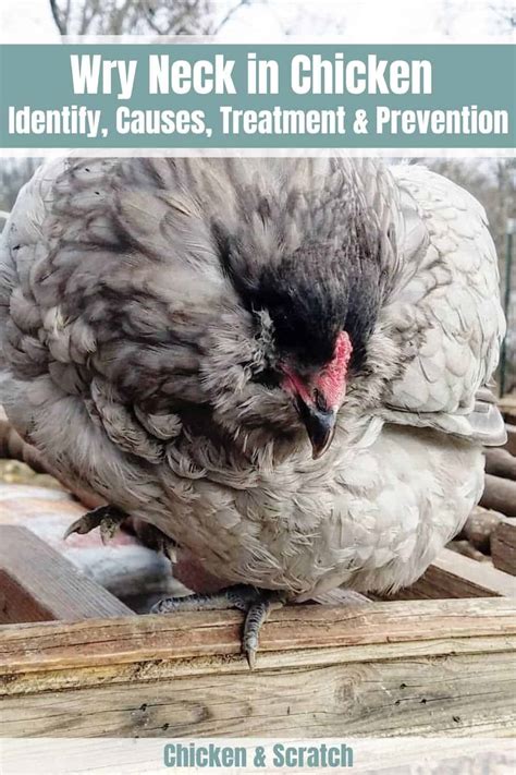 Wry Neck in Chickens: Causes, Symptoms, and Treatment.